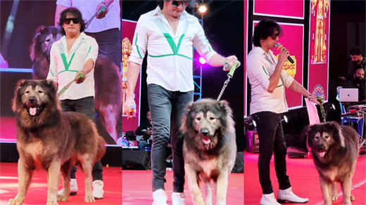 Wolf dog